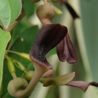 Aristolochia indica L.